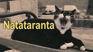 Natataranta - MP (Lyrics Video)