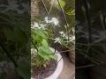 Just looking like a wow😎#ytshorts #youtubeshorts#clematis