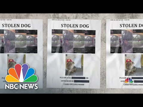 Video: 11-jarig meisje verstuurt zorgpakketten naar militaire honden ter herdenking van haar veteraan-grootvader