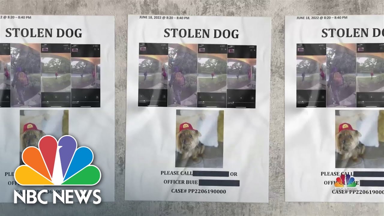 Marine veteran helps reunite girl with her dog