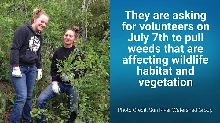 Volunteers wanted to help pull noxious weeds along the Rocky Mountain Front