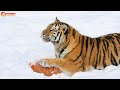 🐯 Тигры + ❄️ снег + 🎃 тыква = идеальная формула красоты! Тайган. Tigers life in Taigan.