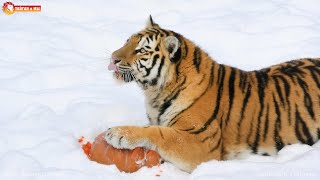 🐯 Тигры + ❄️ снег + 🎃 тыква = идеальная формула красоты! Тайган. Tigers life in Taigan.