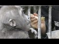 ゴリラの赤ちゃんキンタロウの離乳食💗[Kyoto City Zoo] Baby food of gorilla baby Kintaro