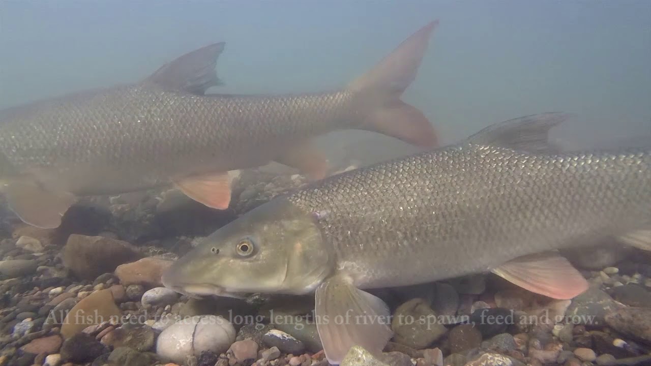 roach killer River Trent Gateway Project