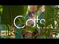 World of cats 4k ultrarelaxing musicearth from abovecute kittens sleepy cats cozy vibe 4k