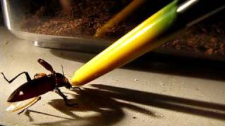 Darkling beetle without abdomen Darkling Beetles Without Permarez