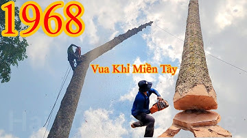 Thót tim !! Vua Khỉ Miền Tây cưa khớp khúc cây Dầu lớn Cutting redwood