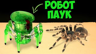 Что Будет Если Большой Паук Увидит Робота Паука Hexbug? Хитрая Схватка Робота И Паука