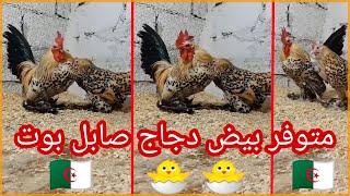 متوفر بيض دجاج زينة صابل بوت ميلفلور🐣🐣ربي يبارك مستوى اول🐔بولاية البليدة مع امكانية توصيل/0675100303