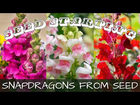 2024 Seed Starting - 7 Varieties Of Snapdragons || Growing Snapdragons From Seed || Cut Flowers