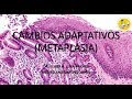 CAMBIOS ADAPTATIVOS - METAPLASIA / Dr. Elmer Luna Vilchez