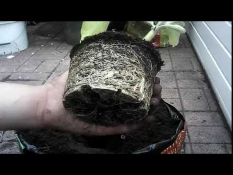 Video: Barbarella-Auberginen-Info – Anbau von Barbarella-Auberginen im Garten