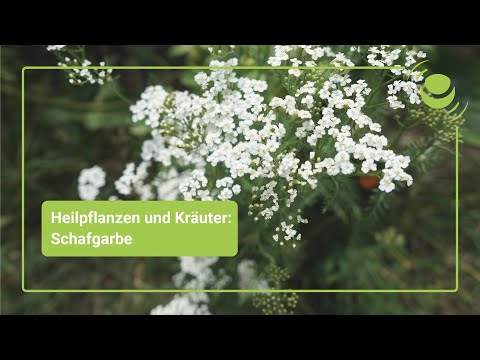 Video: Ist Schafgarbe gut für Sie: Heilpflanzen, essbare und pflanzliche Schafgarben