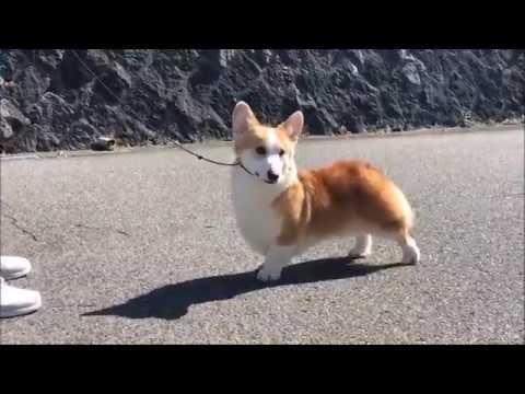コーギー　僕お利口さん！