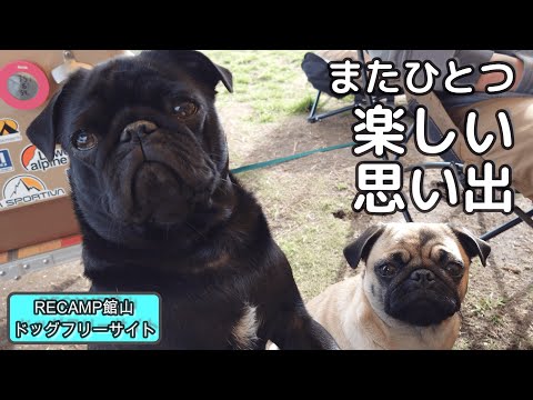 【犬連れキャンプ】今まで見たことが無い大きな広い海に大はしゃぎwwRECAMP館山。パグ多頭