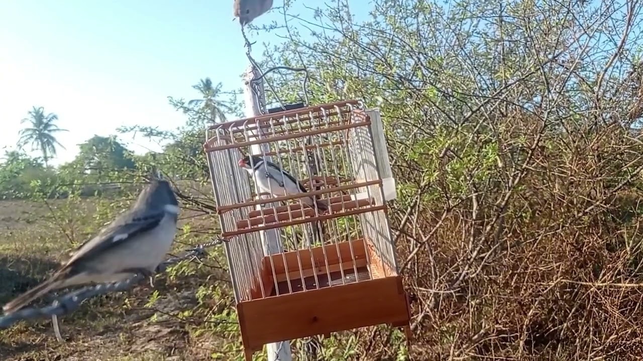 Esquenta de golinha fêmea de golinha muito fogosa #femeadegolinha #esquentadegolinha #golinha