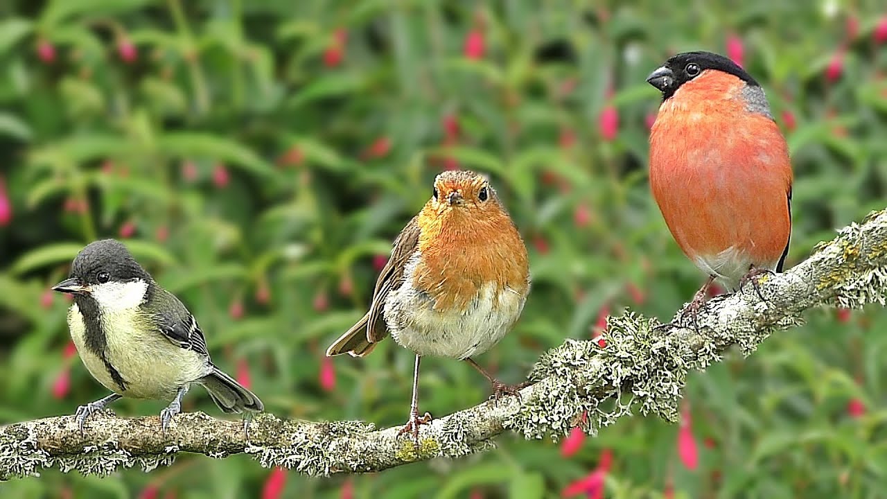 Birds in My Garden Birds on The Branch ONE HOUR NEW YouTube