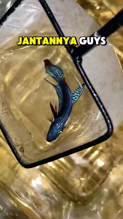 Try Breeding Wild Betta Fish, Will It Succeed Again??