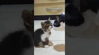 A kitten surprised the resident cat upon their first meeting #cat #kitten #cute