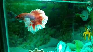Lavender dumbo halfmoon betta fish my lovely pet