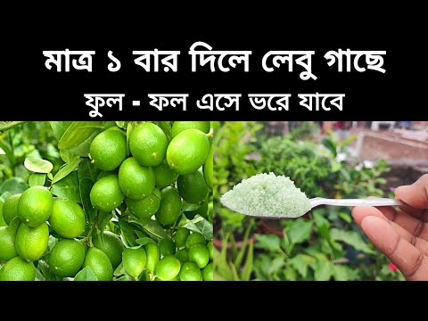 ভিডিও: কখন এলম ফুল ফোটে?