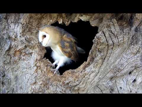 robert-e-fuller:-cute-baby-barn-owl-not-ready-to-fledge-just-yet!