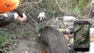 Grande CACCIATA al CINGHIALE _ ANLC & C&C HUNTING  WILD BOAR HUNTING