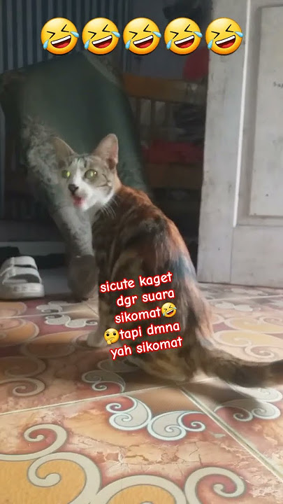 sicute cari sikomat🤭catshort#cat#cats#catlovers#catcute#catvdeo#catfunny#catforyou