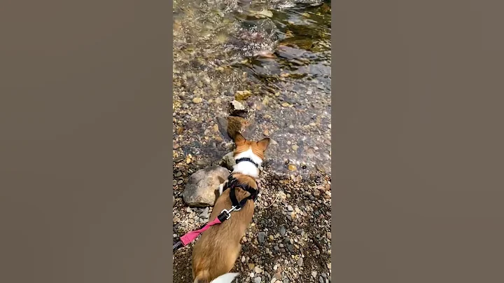 Introducing my doggo! :)