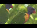 Young Rainbow Lorikeets before they were poached (1)