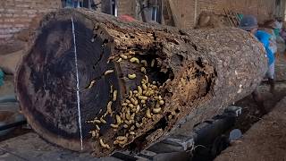Giant Trembesi Wood Cutting 😱 Terrifying Moment During Extreme Sawmill Process!
