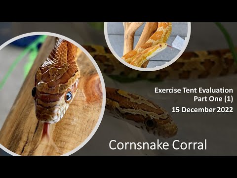 Cornsnake Exercise Tent Evaluation