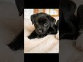 Hello world, adoptable Madison here! #love #shorts #viral #cute #adoptionrocks #rescuedogs #usa