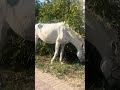 What a beautiful 😍 white 🤍 horse 🐎
