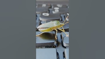 Did you know? The First Computer Bug Was a Real Bug! #computer #first #didyouknow #nature