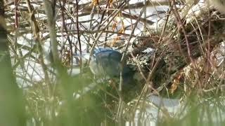 Burung blue jays si biru catur mempesona