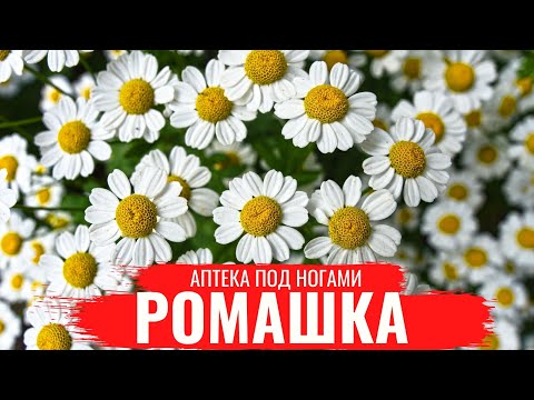 РОМАШКА /О правилах сбора, нюансах заготовки и приготовлении полезных настоев/Аптека под ногами