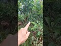 Pohinahina, Akia thriving
