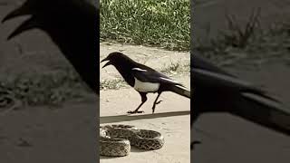 Magpie v Snake