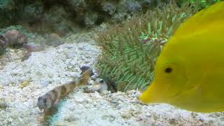 Newly Introduced Pearly Jawfish (Opistognathus aurifrons)