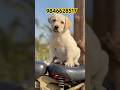 Labrador puppies available in kerala #shorts