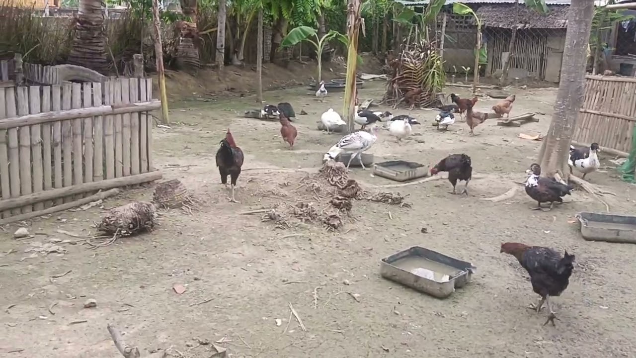 Organic Farming Buhay Probinsya#Carcar Cebu