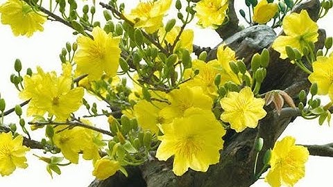 Nhạc Tết Khai Xuân Đón Lộc 2022