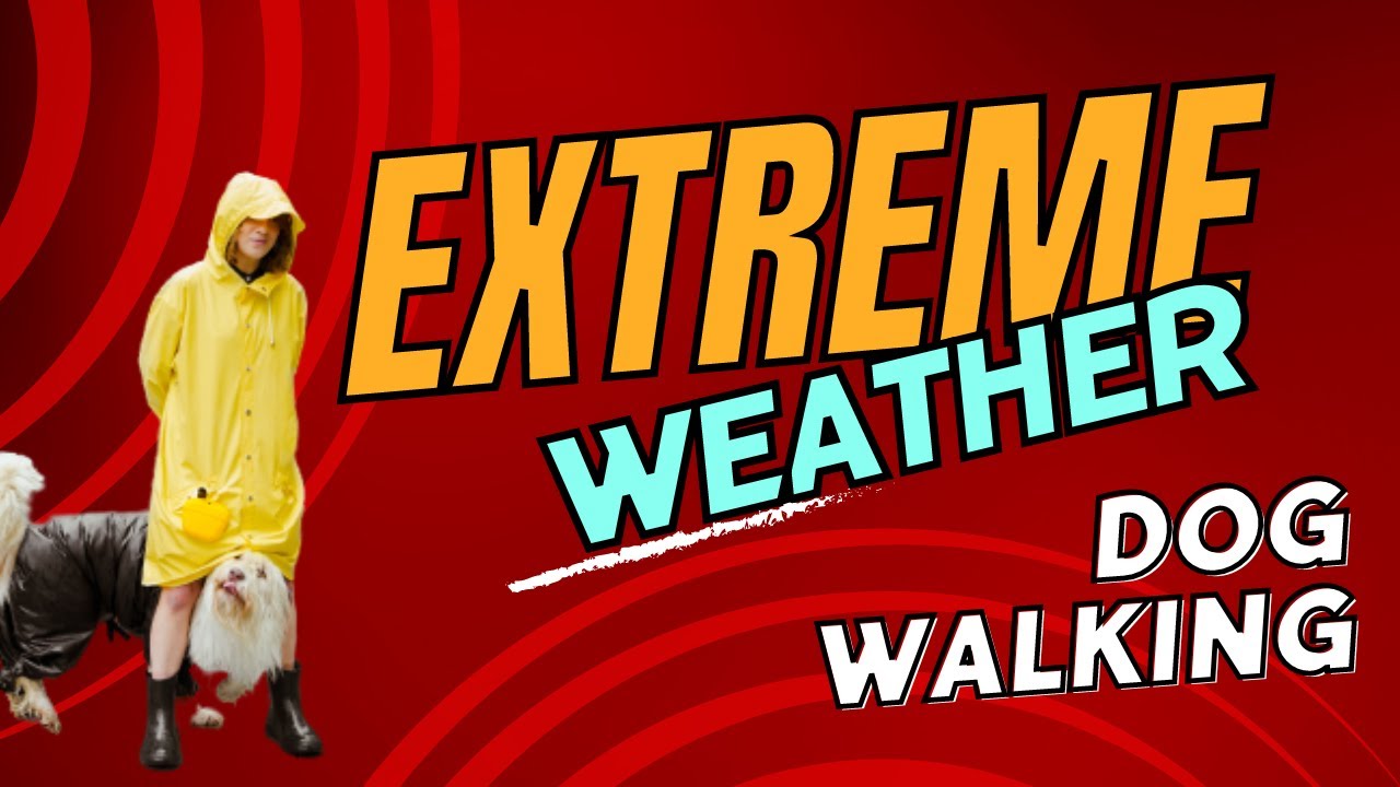Extreme Weather Precautions For Pro Dog Walkers Yes You Can Photo Inspiration