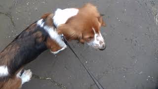 Blossom on a walk when she was a puppy! by Blossom the Basset Hound 186 views 1 month ago 39 seconds