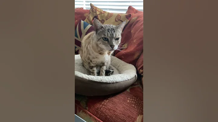 Watch the video about Tiger is a bengal cat #bengalkitty #tiger #kitten #catlovers