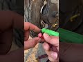 DIY Fix for Punctured Motorcycle Tire! 🏍️⚡ #shorts #motorcycle #satisfying