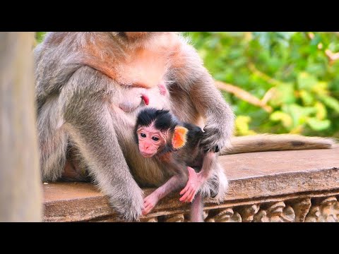 خبر شگفت انگیز ماما بری امسال ۲۰۲۵ یک نوزاد ناز به دنیا آورده است