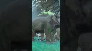 Can The Elephants Be Shot? - Uncharted The Lost Legacy